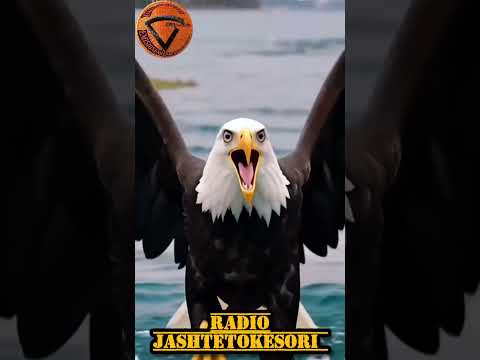 tingulli trent,ritmi i rruges,vullnet sefaja..kadal dal...jashtoksori..