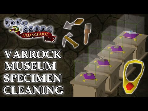 Varrock Museum Specimen Cleaning Guide