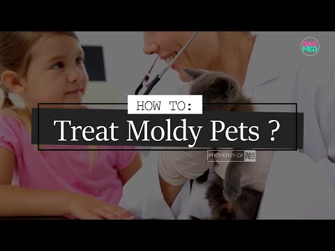 How to Treat Fungal Infection on Cat and Dog? Can Ringworm be Transmitted to Human?