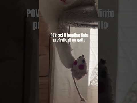 Triste destino #catmom #catplaying