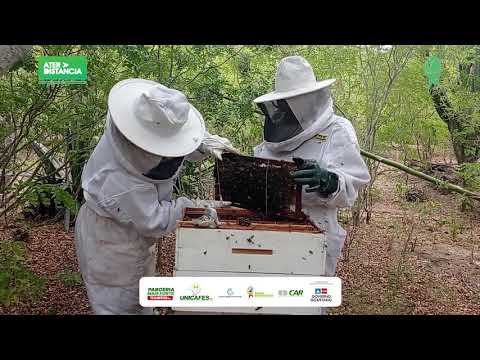 VÍDEO-AULA 3 - Apicultura: método Demarré (3/6)