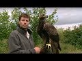 Real birds eye view! Golden Eagle in flight - Animal ...