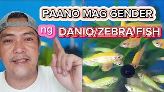 PAANO MAG GENDER NG DANIO OR ZEBRA FISH
