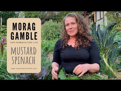 , title : 'Mustard Spinach - ways to use all the plant with Morag Gamble'