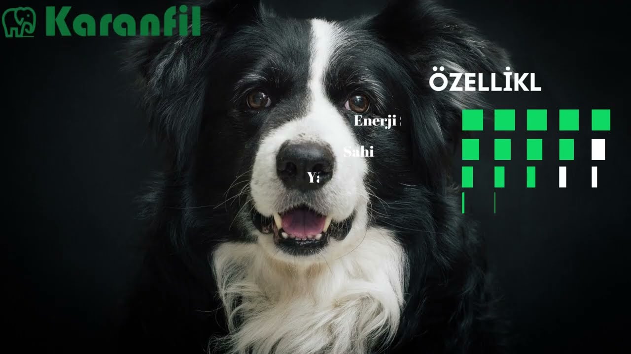 Border Collie Özellikleri ve Bakımı 37 Border Collie Özellikleri ve Bakımı 36