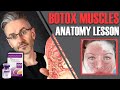 MUSCLE ANATOMY How To Avoid Side Effects Maximise Botox Efficiency Aesthetics Mastery Show