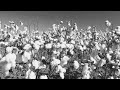 The History Of Cotton Georgia Cotton