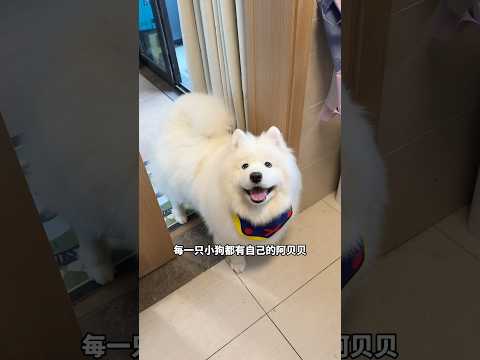 万万没想到，小狗也会喜新厌旧？！！ #萨摩耶 #萌宠