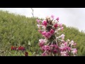 The Morina In The Valley Of Flower