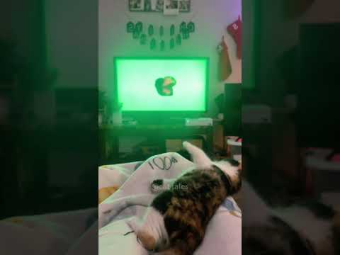Part 41 #funny #cat#SatisfyingVide