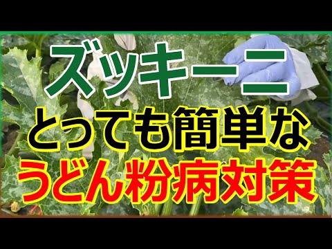 ズッキーニに牛乳は良いのでしょうか？うどんこ病も治りますか？  庭園