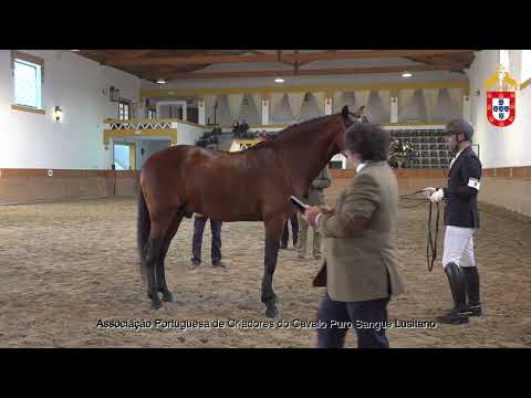 220128 9 Londres - Aprovação de Garanhões