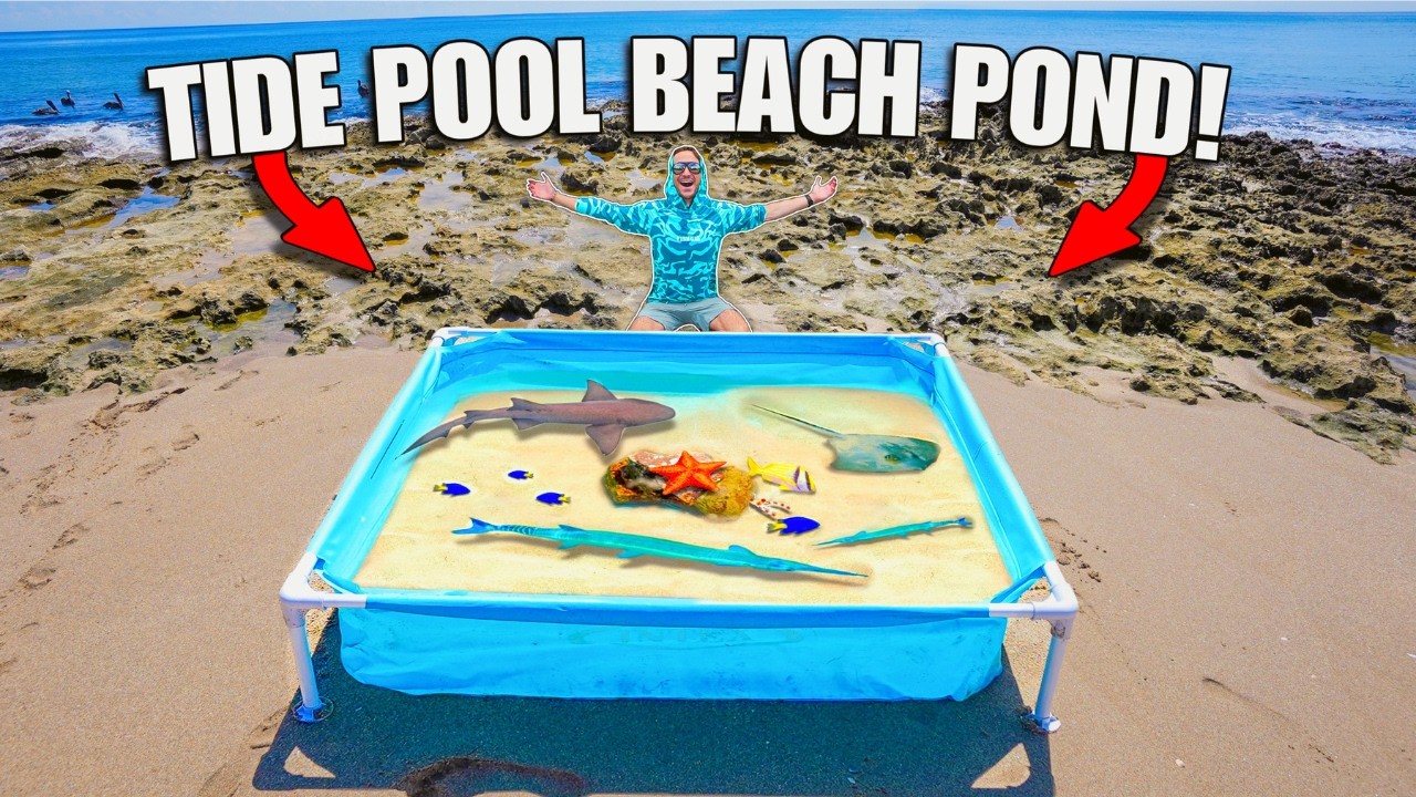 TIDE POOL SALTWATER POND With SEA CREATURES Found In BEACH TIDE POOL!