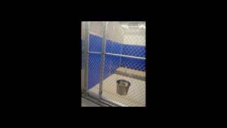 Waggin' Tails Junction Dog Daycare, Dog & Cat Boarding and Training