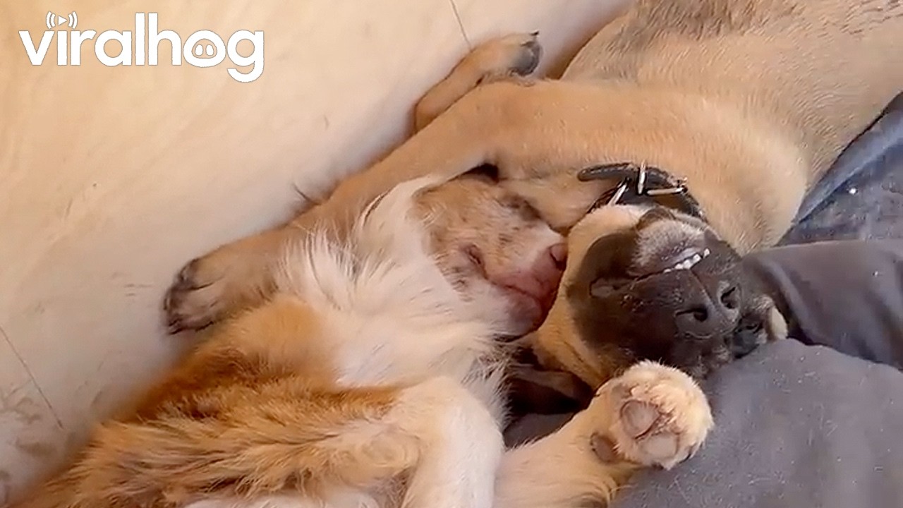 Dog House Comes With Creature Comforts || ViralHog