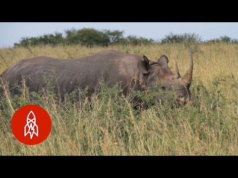 在塞倫蓋蒂尋找難以捉摸的黑犀牛。 (Scouring the Serengeti for the Elusive Black Rhino)