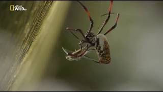 Удивительные пауки. Udivitelnye pauki 2015 HDTVRip