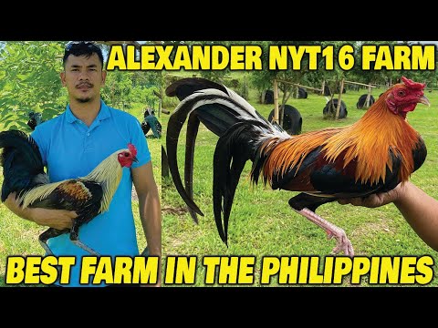 Best Farm ALEXANDER NYT FARM Bacolod - Beautiful Birds