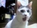 THX Cat