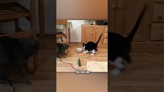 Why Cats Scared Of Cucumbers?