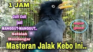 Download lagu 💥 MASTERAN BURUNG JALAK KEBO SUPER GACOR ISTIMEWA DURASI PANJANG COCOK UNTUK PANCINGAN SEMUA JALAK mp3 Download lagu 💥 MASTERAN BURUNG JALAK KEBO SUPER GACOR ISTIMEWA DURASI PANJANG COCOK UNTUK PANCINGAN SEMUA JALAK mp3