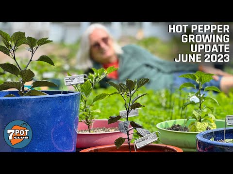 Hot Pepper Growing Update June 2023