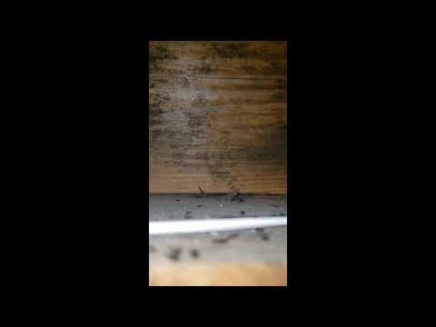 Pool Shed Filled with Ants in Spring Lake, NJ