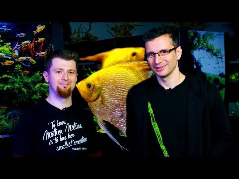 AQUARIUM FISH IN A PLANTED AQUARIUM - BASICS OF FISHKEEPING
