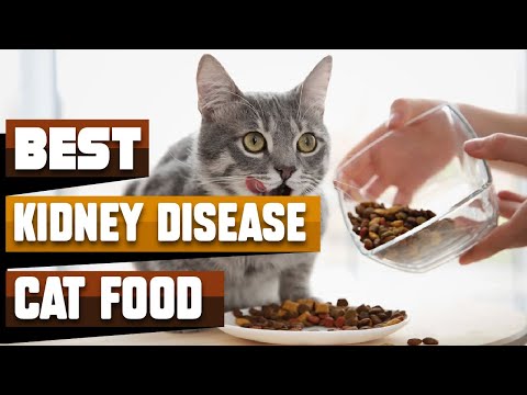 Best Cat Food for Kidney Disease In 2021 - Top 10 Cat Food for Kidney Diseases Review