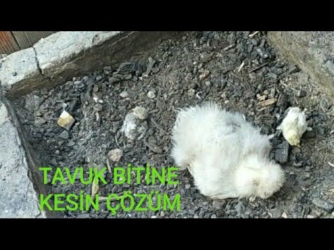 Tavuklarda Bitlerden Nasil Kurtulur Farmer Tavuklarda Bitlerden Nasil Kurtulur Farmer