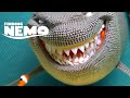 Finding Nemo Meet Bruce AI Reimagined