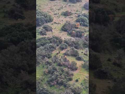 He thought he was the hunter! 😂 Solo Boar vs. Runner 🐗🏃‍♂️ #Shorts