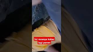 Download lagu #shots #live  #panensaran  #rumahwalet ##suarawalet #ceksarang mp3