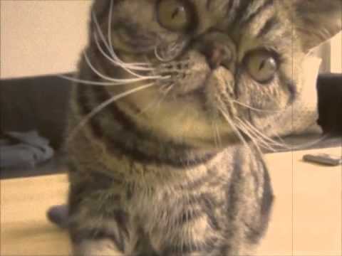 Exotic shorthair cat attacks the camera