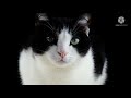Cat 4k Videos Angry Cat Video