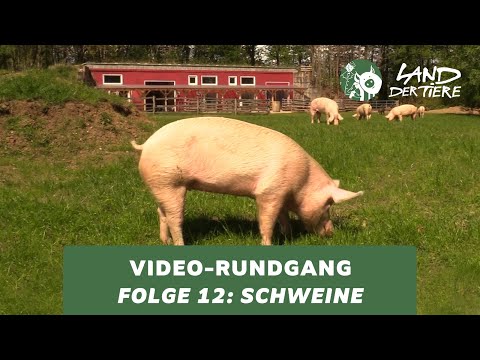 Land der Tiere-Video-Rundgang – Folge 12: Bei den Schweinen 🐖💚