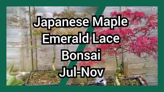 Japanese Maple Emerald Lace Bonsai Jul Nov 2023