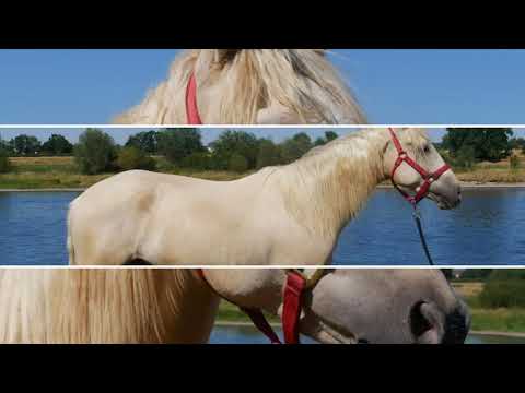 MUSTANG MAKEOVER 2018 - Die Auktion