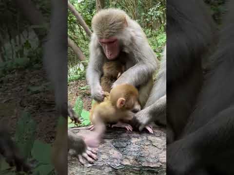 #LoveLymonkey #DanceMonkey / #FunnyMonkey /  #FunnyMonkey / #dancemonkey  Ept:185