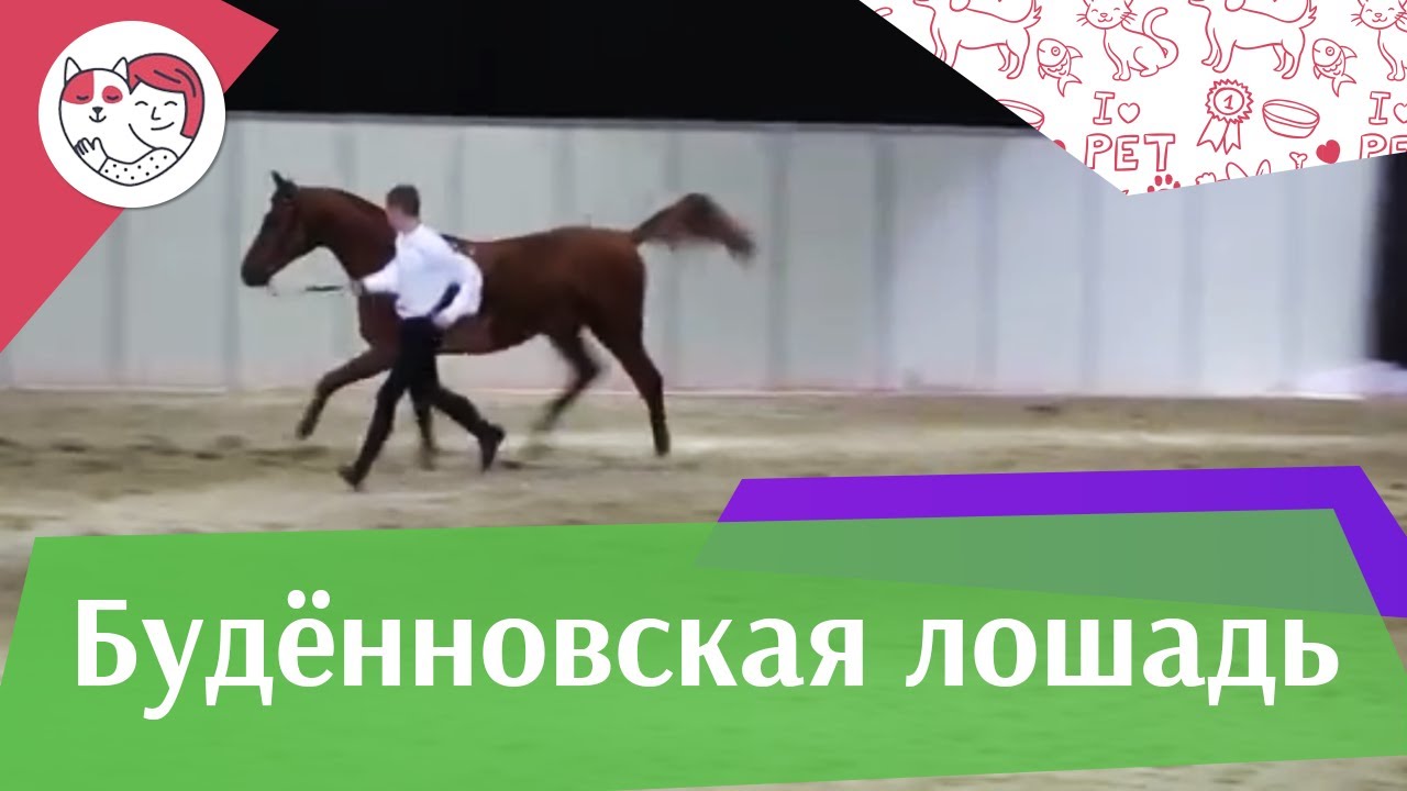 ЛОШАДИ Будённовская порода ЭКВИРОС 2016 на ilikepet