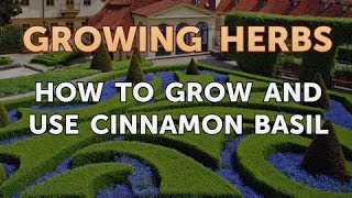 How to Grow and Use Cinnamon Basil