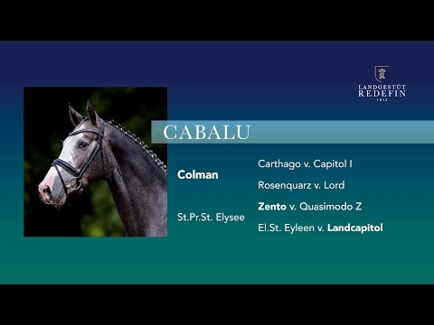 Cabalu v. Colman - Zento, OS Hengst, gekört, * 2019