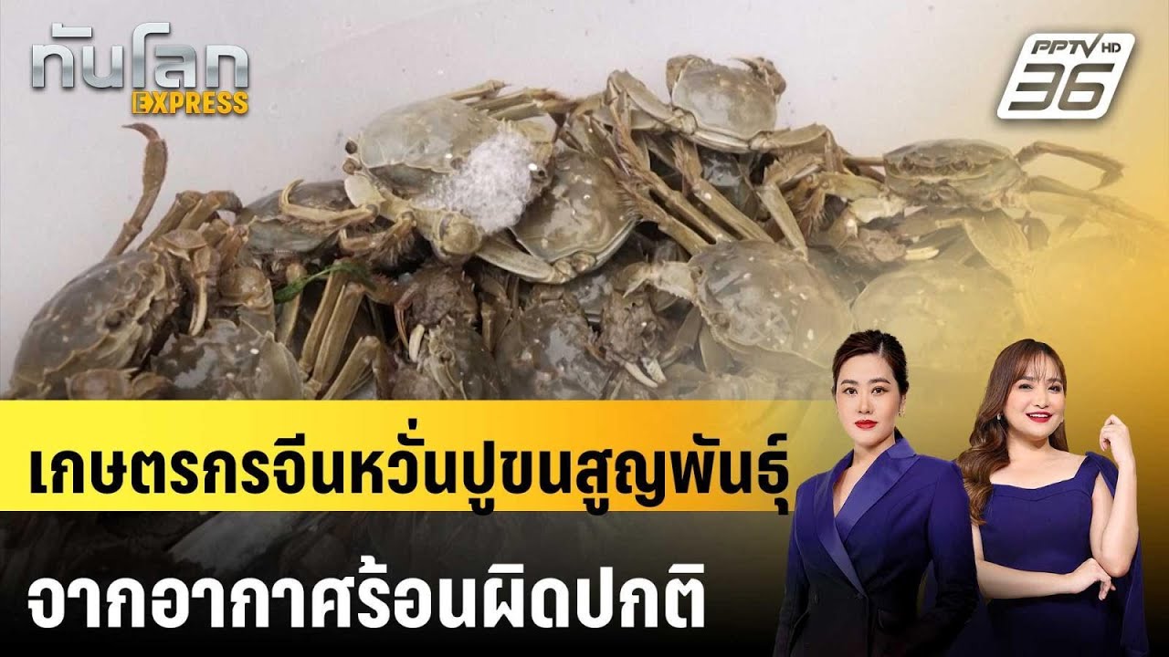 เกษตรกรจีนหวั่นปูขนสูญพันธุ์จากอากาศร้อนผิดปกต?