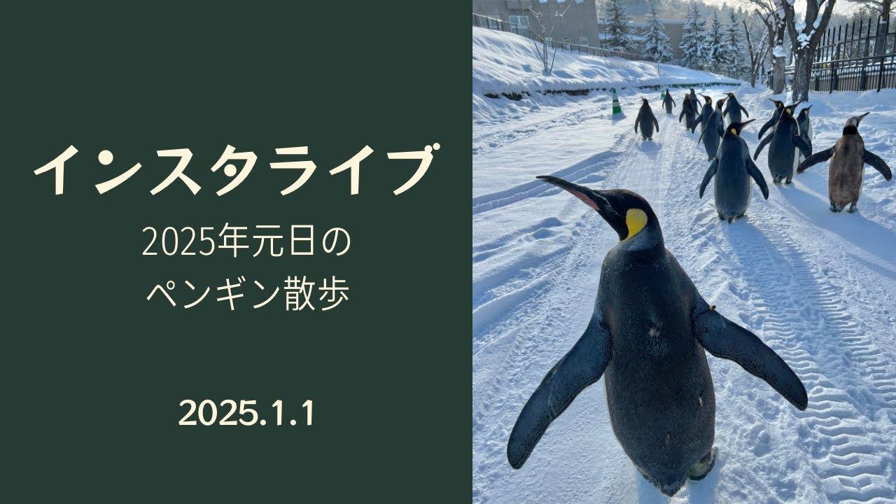 2025年1月1日 インスタライブ　元日のペンギン散歩