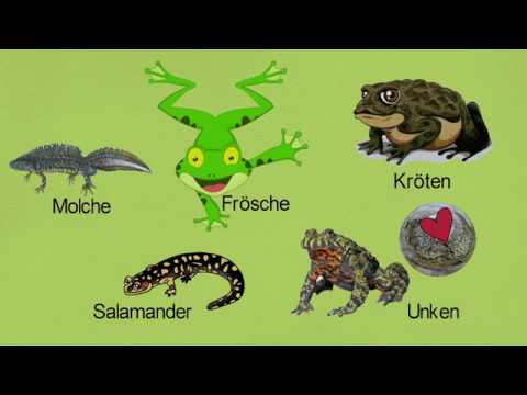 Amphibien