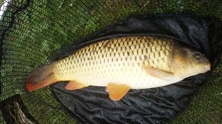 preview picture of video 'Fishing Trip - Cannock Quarry'