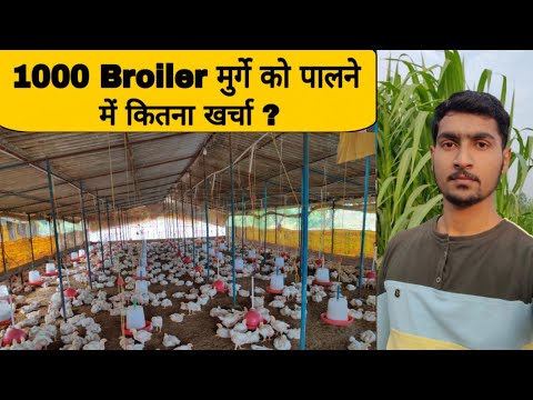 , title : '1000 Broiler chicken farming Cost, Poultry farming business'