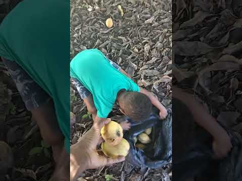 Colhendo 🥭 🥭 em Brasília de Minas