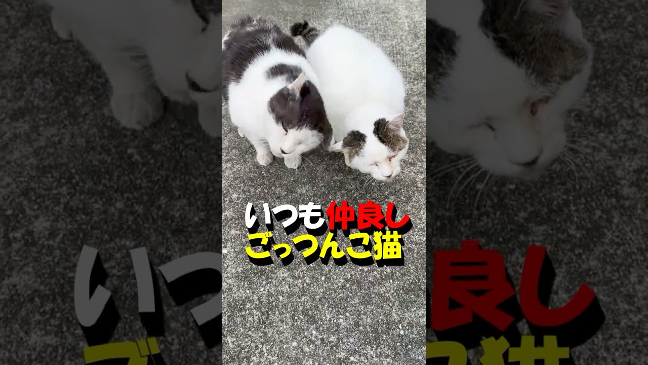 【2025冬　ごっつんこ猫】寒い冬⛄でもこの２にゃん😺は熱々の仲良しです。ごっつんこ猫を見ているだけで、心が暖かくなります。こんな仲良しな猫は見たことがありません。　#short #猫 #地域猫