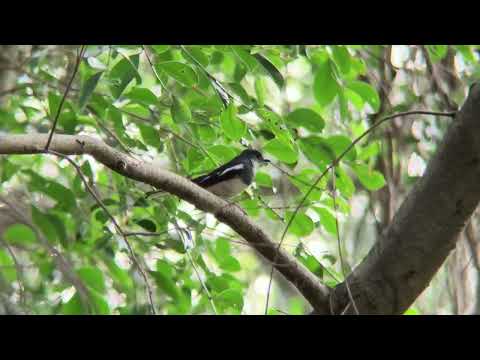 SmallRig 8x Telephoto Lens for Mobile Phone T-mount 4737 #smallrig